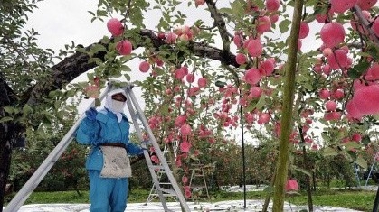 Táo vùng Aomori xuất sang Việt Nam được chăm sóc với những kỹ thuật tỉ mỉ cùng với tâm huyết của người nông dân trồng táo.