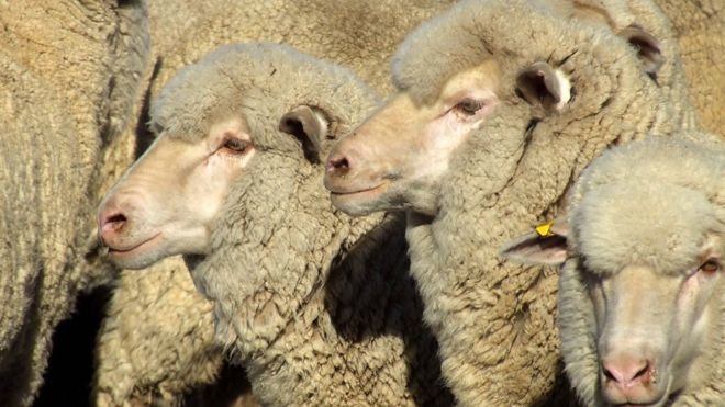 Cừu là một mặt hàng xuất khẩu quan trọng của Australia - Ảnh: Getty/BBC.