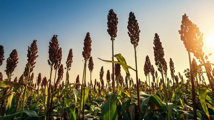 Một cánh đồng trồng cao lương ở Mỹ.