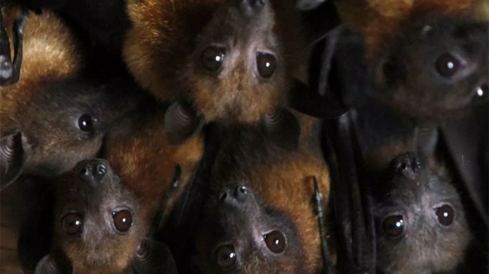Loài dơi ăn hoa quả là vật chủ của virus Nipah - Ảnh: Reuters.