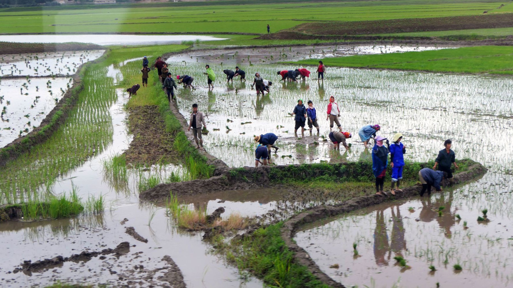 Một cánh đồng lúa gần thủ đô Bình Nhưỡng của Triều Tiên - Ảnh: Ayaka/Getty/CNBC.