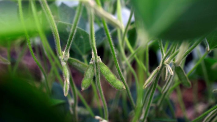 Nông dân trồng đậu tương Mỹ là một trong những đối tượng thiệt hại nhiều nhất vì thuế quan - Ảnh: Reuters.