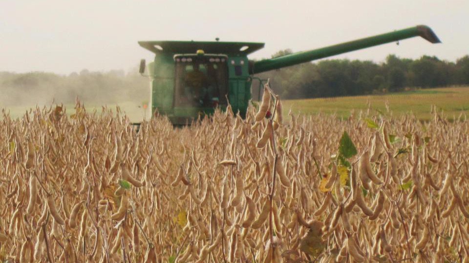 Một trang trại đậu tương ở Mỹ.