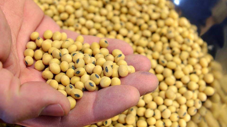 Đậu tương là nông sản xuất khẩu lớn nhất của Mỹ - Ảnh: WSJ.