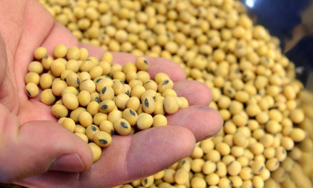 Đậu tương là nông sản xuất khẩu lớn nhất của Mỹ - Ảnh: WSJ.