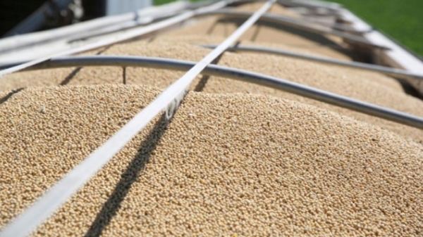 Thiện chí trước đàm phán, Trung Quốc tiếp tục mua đậu tương Mỹ