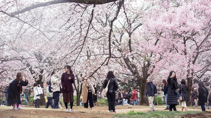 Du khách ngắm hoa anh đào trong một công viên ở Tokyo - Ảnh: Bloomberg.