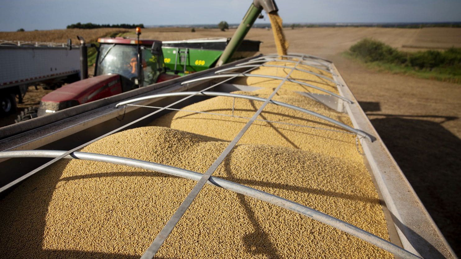 Đậu tương được thu hoạch ở một trang trại thuộc bang North Dakota, Mỹ - Ảnh: Washington Post.