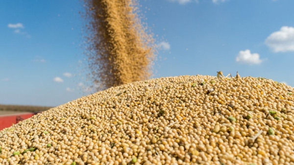 “Trung Quốc đã dừng nhập khẩu đậu tương Mỹ”