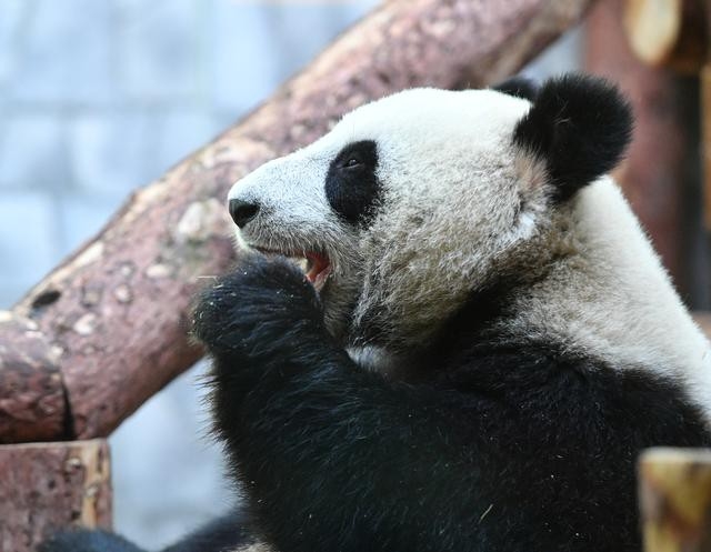 Ông Tập Cận Bình sử dụng “ngoại giao gấu trúc” khi thăm Nga - Ảnh 1.