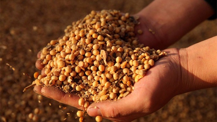 Đậu tương là nông sản xuất khẩu chủ lực của Mỹ, còn Trung Quốc là nước nhập khẩu đậu tương lớn nhất thế giới - Ảnh: Reuters.