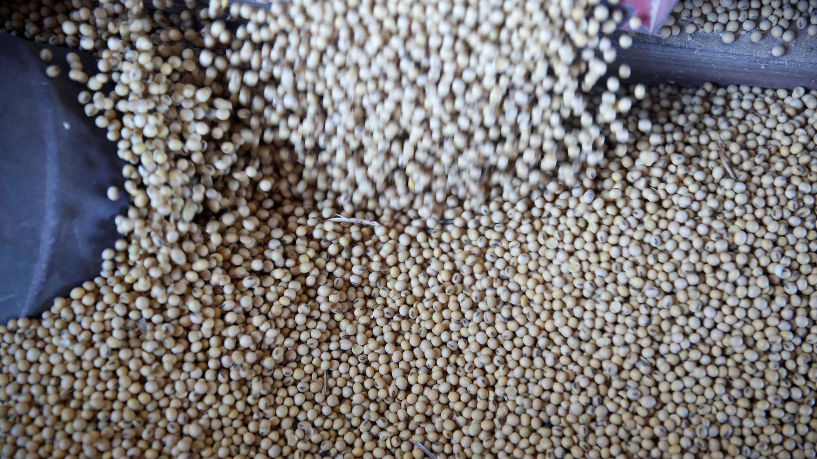 Trong chiến tranh thương mại, đậu tương Mỹ bị Trung Quốc áp thuế trừng phạt 25% - Ảnh: Reuters.