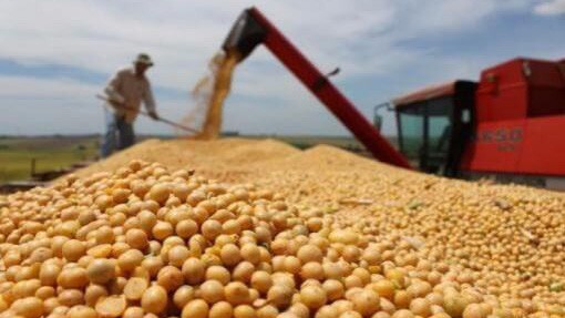 Giá đậu tương của Mỹ giảm mạnh trong một năm qua do thương chiến Mỹ-Trung.