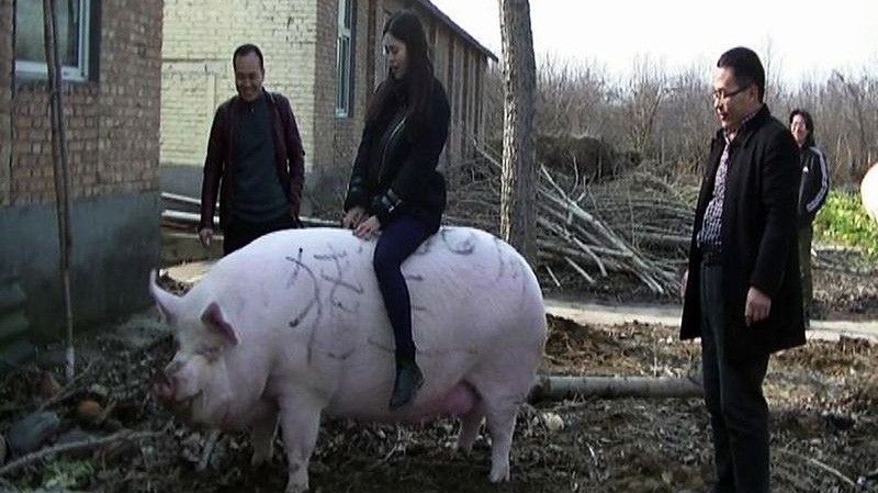 Một vị khách ngồi trên lưng một con lợn năng 750 kg trong một trại lợn ở Trịnh Châu, Trung Quốc - Ảnh: Imaginechina/Bloomberg.