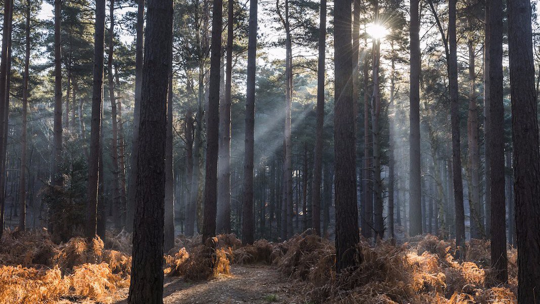 undefined - Ảnh 10.