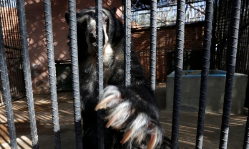 Nhiều động vật trong sở thú Venezuela chết đói