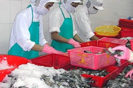 Sau một ca đứng làm việc, vòng bắp chân của công nhân chế biến thủy sản có thể tăng từ 0,5cm đến 1,5cm.