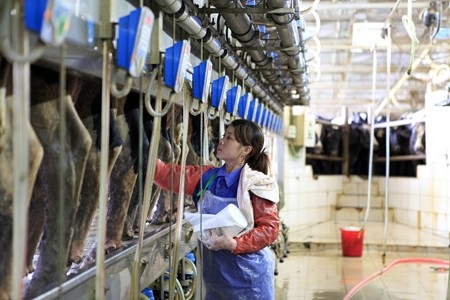 Thực hiện quy trình vắt sữa tại trang trại TH.