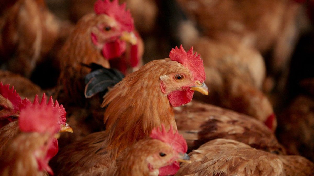 Dịch tả lợn châu Phi đẩy nhu cầu đối với các loại thịt gia cầm, đặc biệt là gà tăng cao - Ảnh: Getty Images.