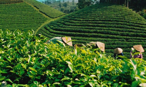 Doanh nghiệp chế biến chè đang thiếu 50% nguyên liệu