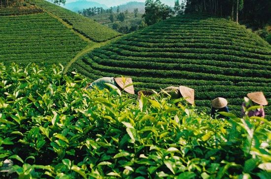 Ở Việt Nam cây chè phát triển tại 34 tỉnh, thu hút khoảng 6 triệu lao động.