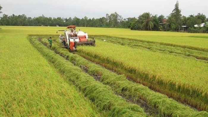 Nnhiều doanh nghiệp mua lại quyền sử dụng đất nông nghiệp từ nông dân, nhưng phải chuyển nhượng rất lòng vòng.