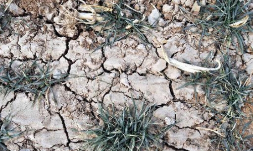 Khô hạn khủng khiếp ở vựa lúa đông Trung Quốc