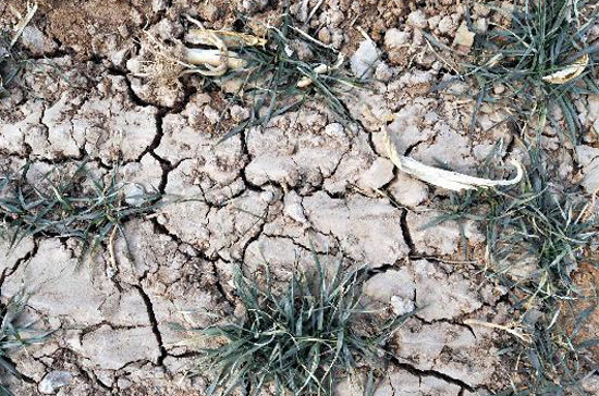 Khô hạn đã kéo dài 4 tháng nay - Ảnh: Xinhua.