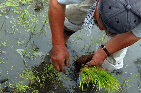 Nhật Bản đã bảo hộ nông nghiệp nội địa nhiều năm nay - Ảnh: JPNews.