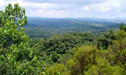 8 doanh nghiệp nước ngoài đã được cấp phép thuê đất trồng rừng