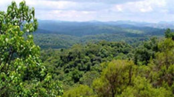 8 doanh nghiệp nước ngoài đã được cấp phép thuê đất trồng rừng