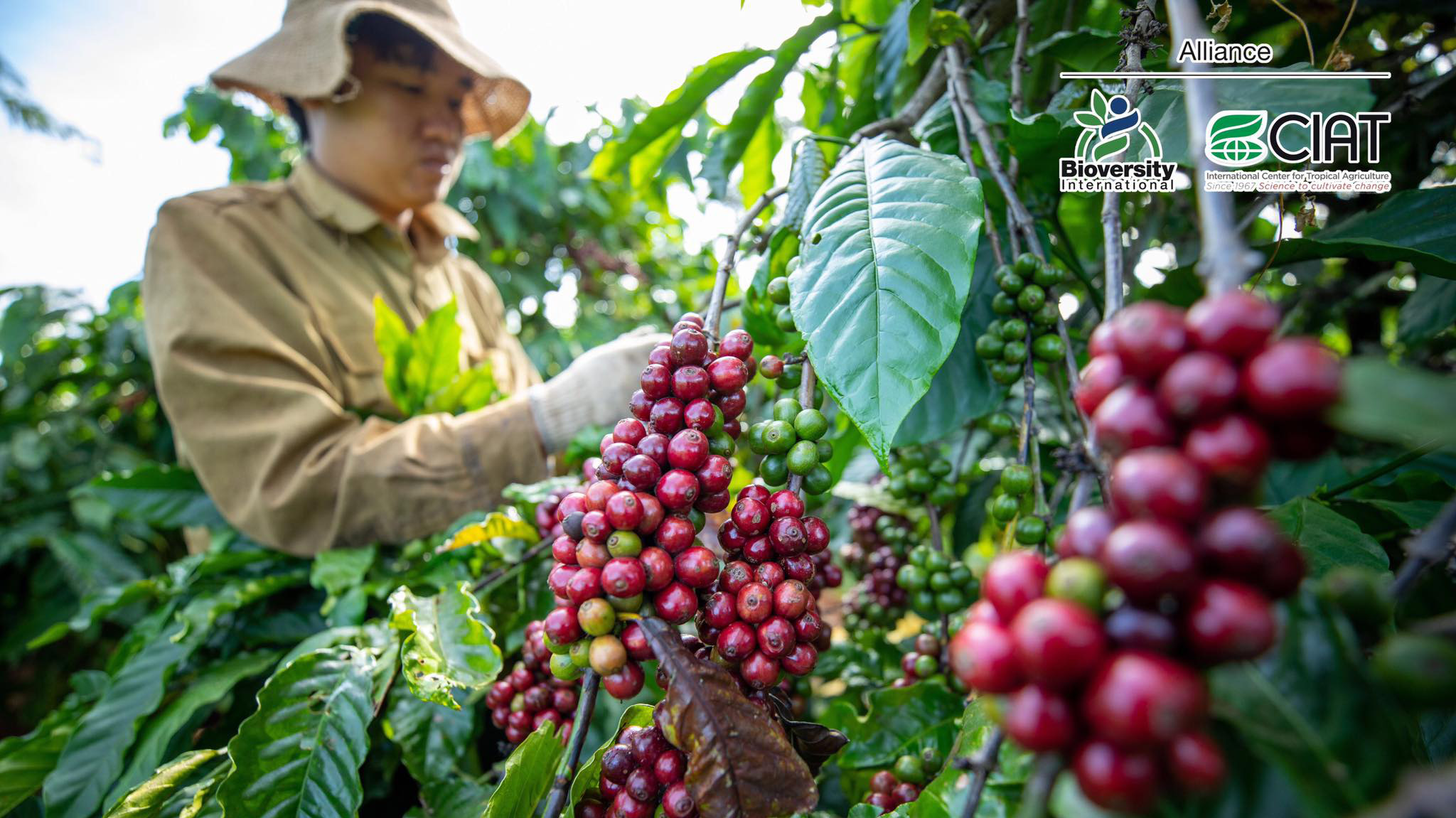 Các nông hộ trồng cà phê đang phải đối mặt ngày càng nhiều với các rủi ro về khí hậu như hạn hán kéo dài và lượng mưa ít, điều này có thể phá hủy quá trình ra hoa của cây trồng. 