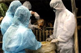 Diễn tập tiêu hủy gia cầm trong vùng dịch bệnh - Ảnh: Quốc Hùng/TTXVN.