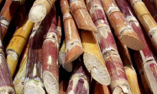 Lại lo thiếu mía nguyên liệu