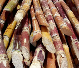 Giá mía bấp bênh khiến nhiều hộ không tiếp tục trồng.