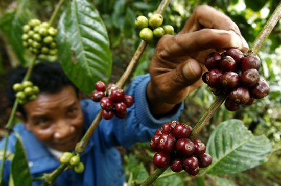 Một kịch bản về sự gia tăng đột biến của giá cà phê trên thị trường thế giới trong năm 2010 là khó có thể xảy ra - Ảnh: Reuters.