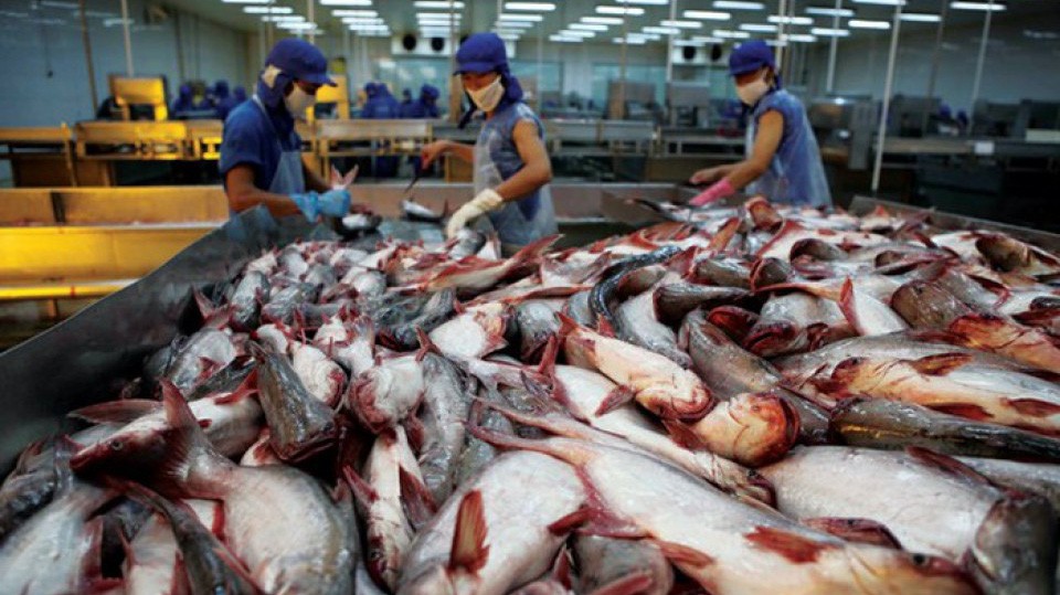 Vào thập niên 80, cá basa mới được một số doanh nhân kinh doanh thủy sản Việt Nam và Úc chú ý.