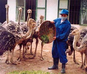 Việt Nam đang từng bước hoàn thiện công nghệ chăn nuôi đà điểu.