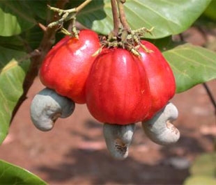 Điều là cây dễ trồng thích hợp với nhiều vùng đất, nếu được chăm sóc tốt cho kết quả cao, còn không - nếu để vậy đến mùa vẫn ra hoa kết trái, tất nhiên là năng suất thấp.