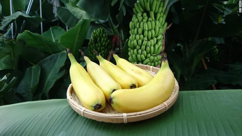"Siêu chuối" giá 6 USD/quả - Ảnh: D&T Farm.