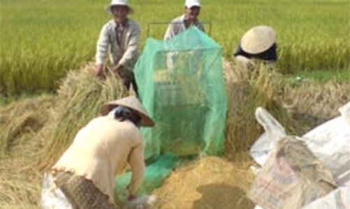 Xuất khẩu gạo: Bức xúc “quyền lực” dấu treo