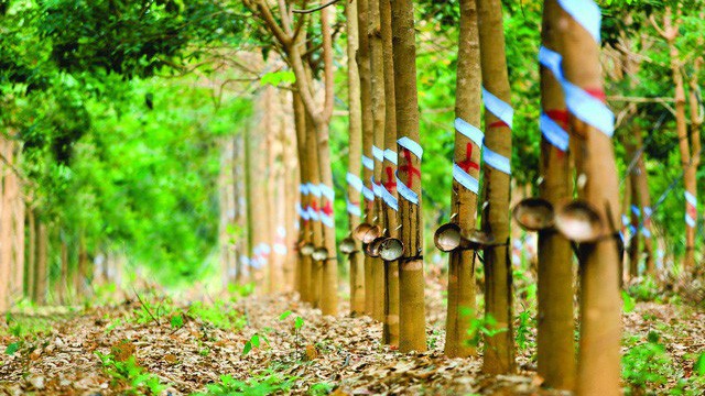 Trung Quốc, Ấn Độ, và Malaysia là 3 thị trường tiêu thụ cao su lớn nhất của Việt Nam, chiếm thị phần lần lượt 58,1%, 7,5% và 4,6%.