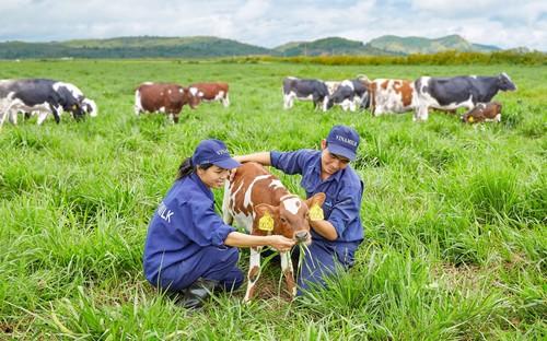 Đàn bò organic của Vinamilk tại trang trại Đà Lạt.
