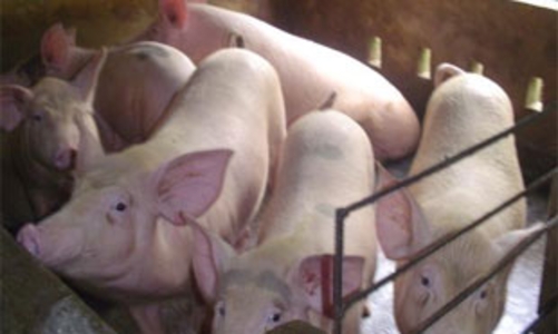 Ngành chăn nuôi lỗ đậm