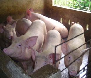 Tình hình khó khăn đang đè nặng lên các hộ chăn nuôi lợn.
