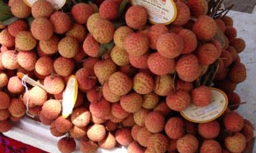 Bảo hộ chỉ dẫn địa lý mở đường cho vải thiều Thanh Hà