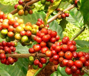 Cà phê là một trong những mặt hàng xuất khẩu chủ lực mang lại kết quả ấn tượng trong năm 2007.