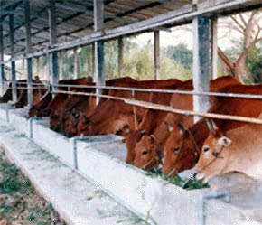 Việt Nam là một nước nông nghiệp nhưng ngành sản xuất thức ăn chăn nuôi đang gặp phải nghịch lý khi không chủ động được các nguồn nguyên liệu chủ chốt có nguồn gốc từ nông nghiệp.