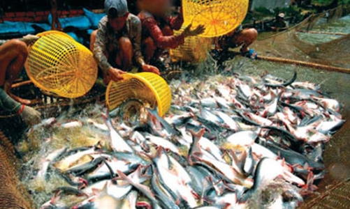 Sắp diễn ra hội thảo về xu hướng xuất khẩu cá tra