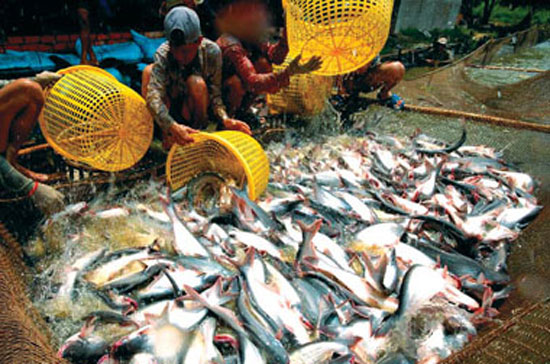 Cá tra, cùng với tôm, là sản phẩm chủ lực của xuất khẩu thủy sản Việt Nam, đóng góp tới 73% trong tổng giá trị xuất khẩu thủy sản năm 2010.